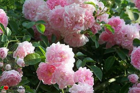 coral_down
