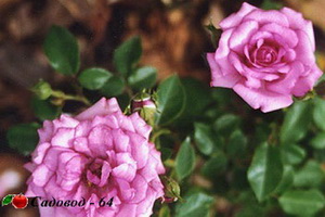 miniat-rose03