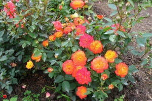 miniat-rose06