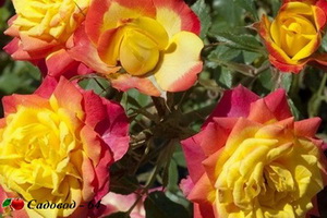 miniat-rose07