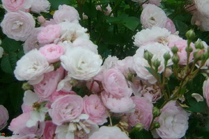miniat-rose08