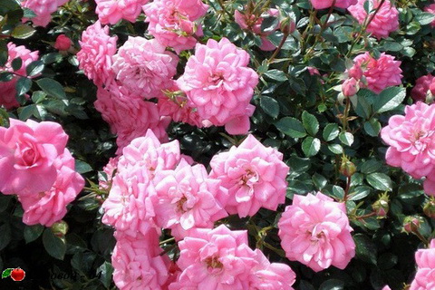 miniat-rose09