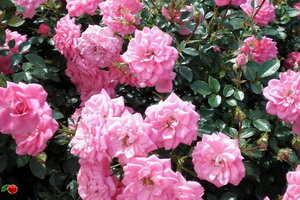 miniat-rose09