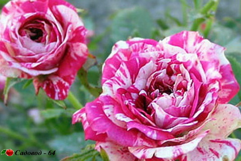 miniat-rose10