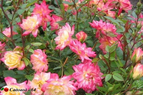 miniat-rose11