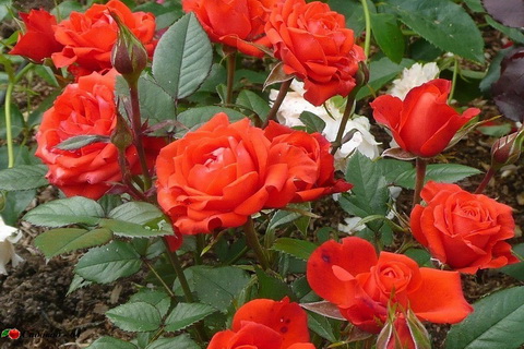 miniat-rose02
