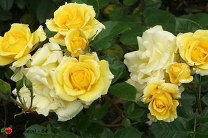 yellow-patio-rose