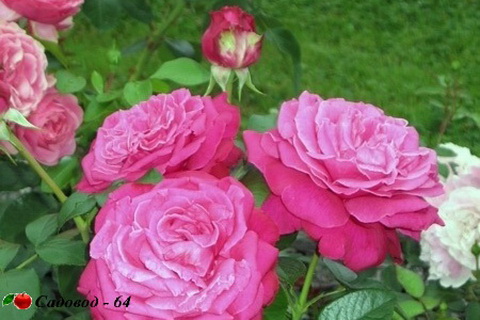 center