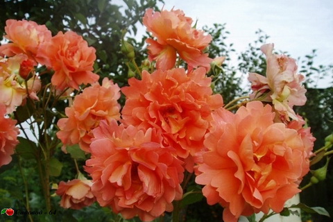 westerland