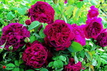 william_shakespeare