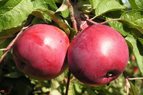 antej
