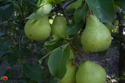 dekanka